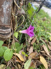 Ipomoea purpurea