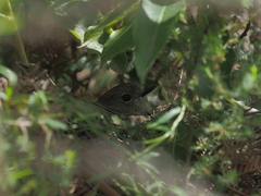 Pachycephala rufiventris