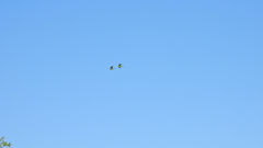 Thectocercus acuticaudatus