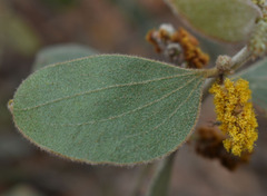 Acacia humifusa