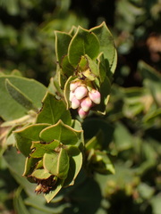 Arctostaphylos purissima