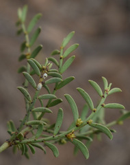 Synostemon elachophyllus