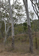 Corymbia confertiflora