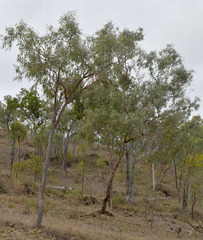 Corymbia pocillum