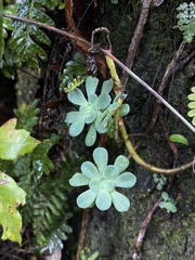 Sedum palmeri