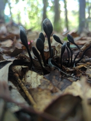 Trichoglossum