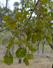 Canarium australianum