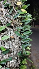 Microgramma mortoniana