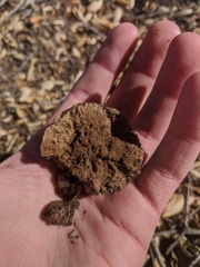 Amphibolips quercuspomiformis