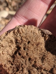 Amphibolips quercuspomiformis