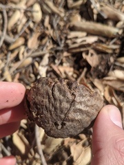 Amphibolips quercuspomiformis