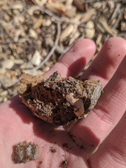 Amphibolips quercuspomiformis