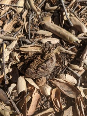 Amphibolips quercuspomiformis