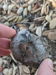 Amphibolips quercuspomiformis