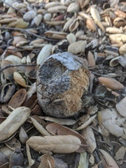 Amphibolips quercuspomiformis