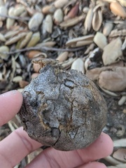 Amphibolips quercuspomiformis