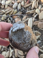 Amphibolips quercuspomiformis