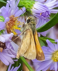 Polites themistocles