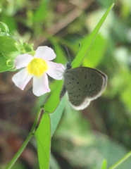 Zizula hylax pygmaea