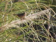 Cistothorus platensis