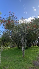 Embothrium coccineum