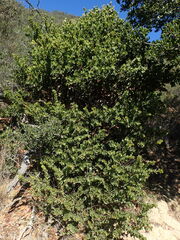 Arctostaphylos purissima