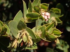 Arctostaphylos purissima