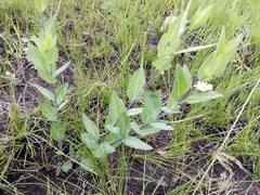 Basananthe sandersonii