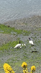 Cygnus melancoryphus