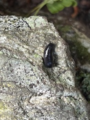 Arion hortensis