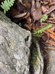 Arion hortensis