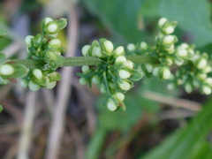 Rumex conglomeratus
