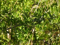 Schinus fasciculata