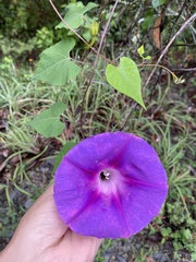 Ipomoea orizabensis