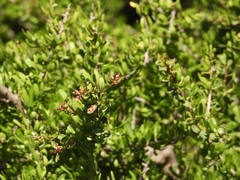Schinus fasciculata