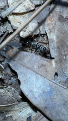 Odontomachus haematodus