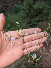 Dianella amoena