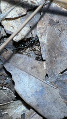 Odontomachus haematodus