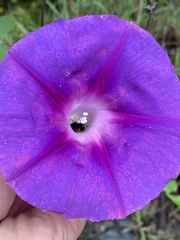 Ipomoea orizabensis