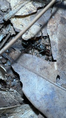 Odontomachus haematodus