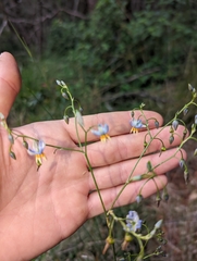 Dianella amoena
