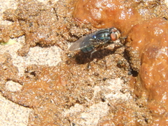 Chrysomyinae