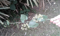 Cissus