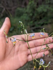 Dianella amoena