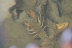 Cambarus carinirostris