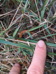 Dianella amoena