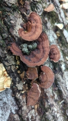 Punctularia strigosozonata