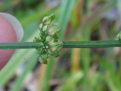 Rumex conglomeratus