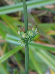Rumex conglomeratus