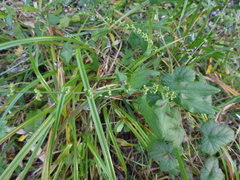 Rumex conglomeratus